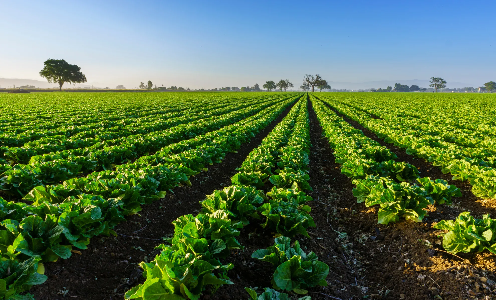 Agricultural Sector